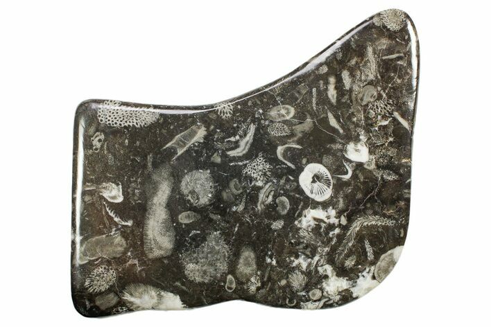 Polished Devonian Fossil Coral and Bryozoan Plate - Morocco #365148